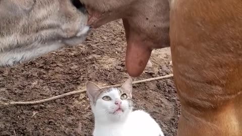 Cat plans to get milk straight from the source..