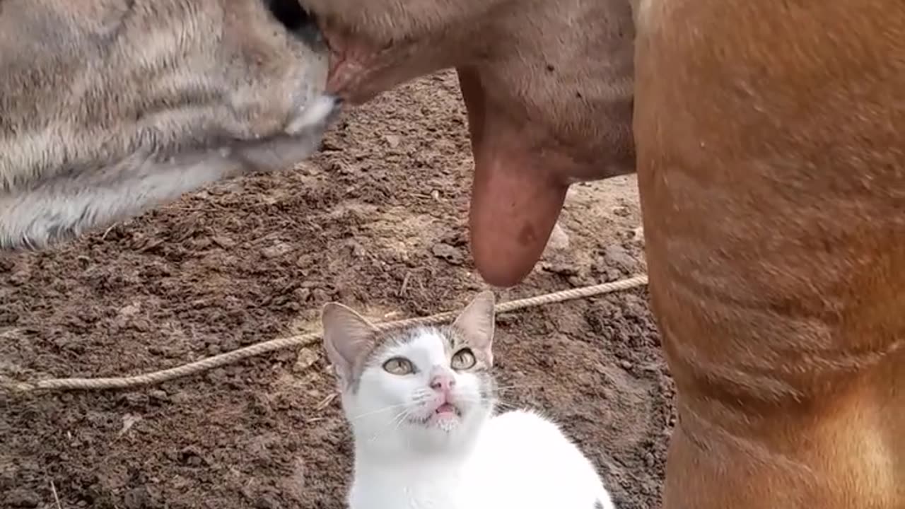 Cat plans to get milk straight from the source..