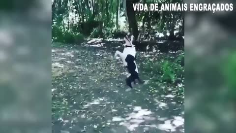 videos engraçados de animais