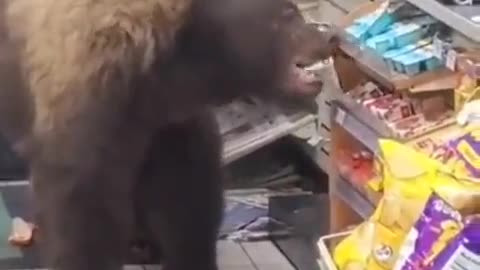 Wild bear filmed robbing a store! 😅😲