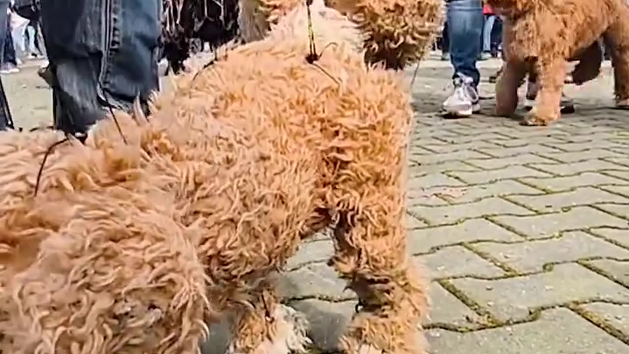 Epic Dog Puppet