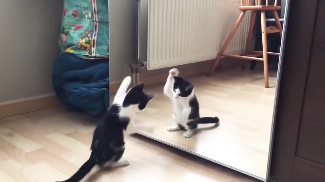 Cat and mirror fitting video