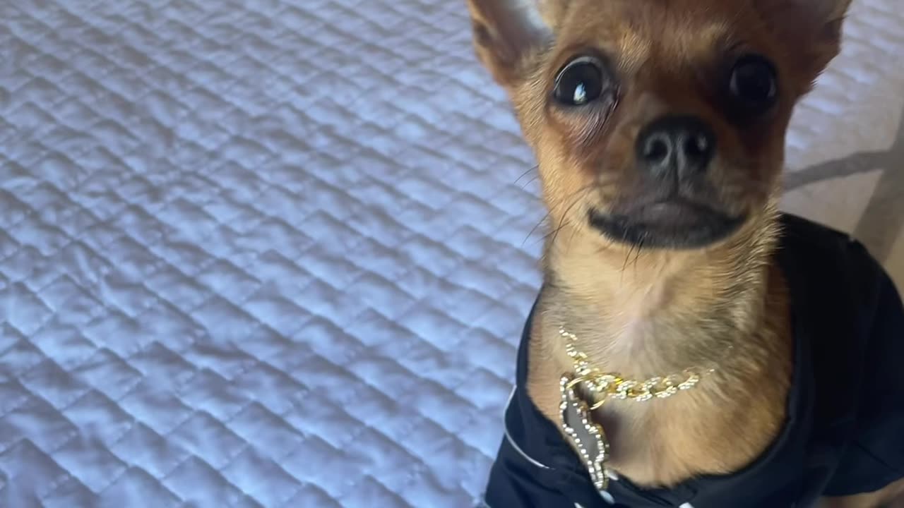 Adorable Chihuahua Mix Puppy Sings You A Song