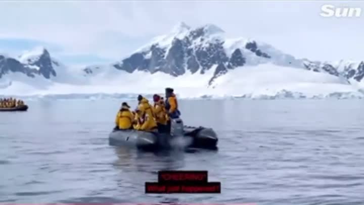 Penguin escapes a pod of killer whales by leaping into a dinghy full of tourists!