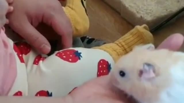 The baby's reaction to the hamster for the first time.