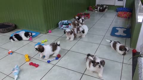 Cute puppies playing - A paradise ☼