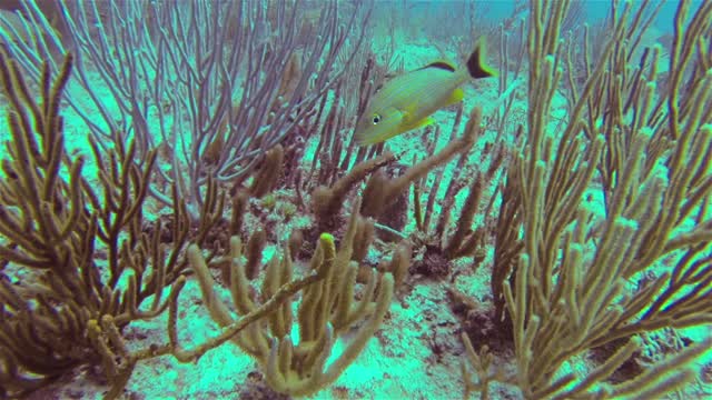 Amazing Koi Fishes Lives In Coral Reefs