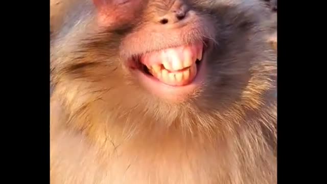 WOW!!! VIDEO MOKEYS SMILE SO FUNNY