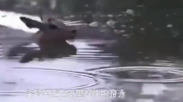 WILD ANIMALS HUNTING PREY COMPILATION RELAX FOR LIFE #31