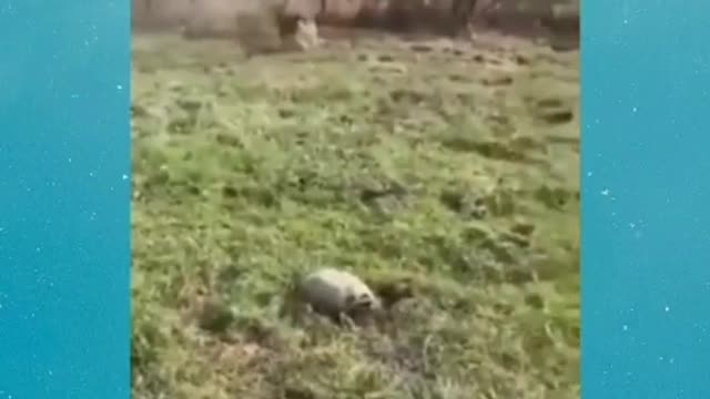 Virycute and funny pets