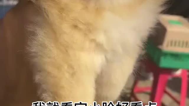 The last cat seems to have stars and the sea in its eyes（1）