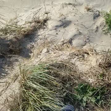 Pixel 5 Professional Beach Camera Footage