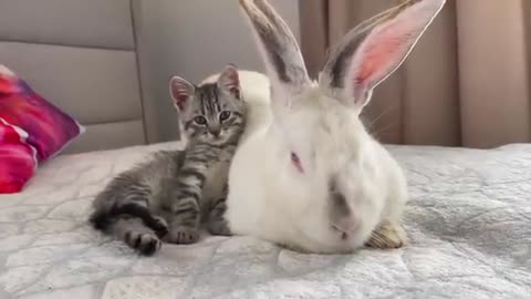 Kitten Sleeping with Rabbit [Cuteness Overload]