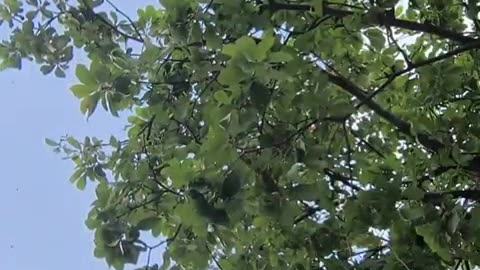 fatty demon pig - 2024 - October 21st