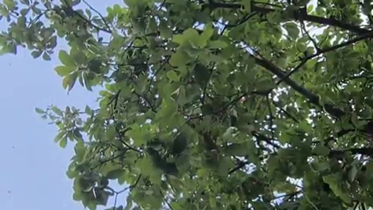 fatty demon pig - 2024 - October 21st