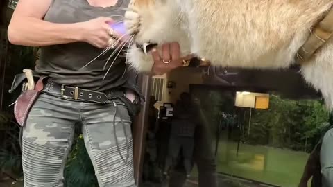 lion funny vidoes