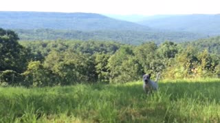 Dog running around the grass in circles