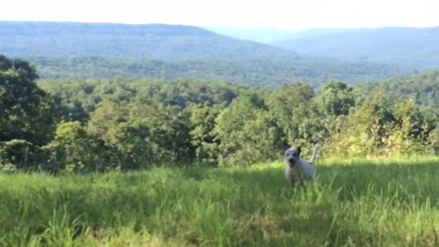 Dog running around the grass in circles