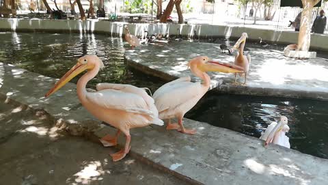 Hungry Hungry Couple Pink Pelican Fight Over Fish