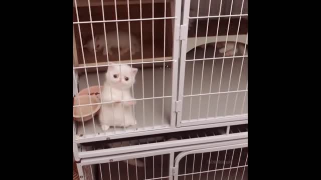 Funniest Animals video