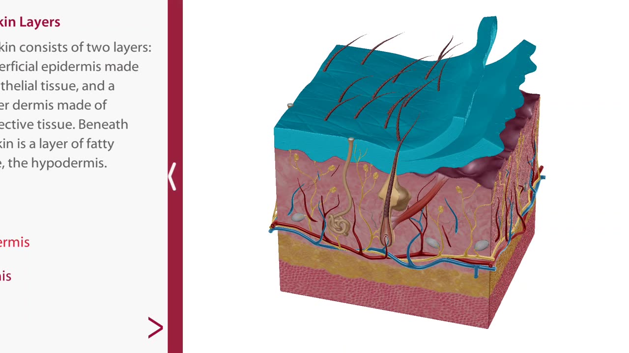 Integumentary System