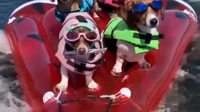 The dogs are driving the boat