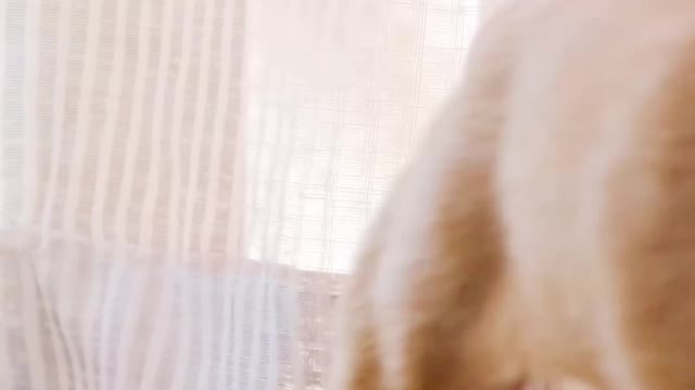Cutest animals and pets! video compilation by animal cutiee