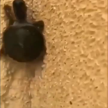 Ninja Turtle climb a wall