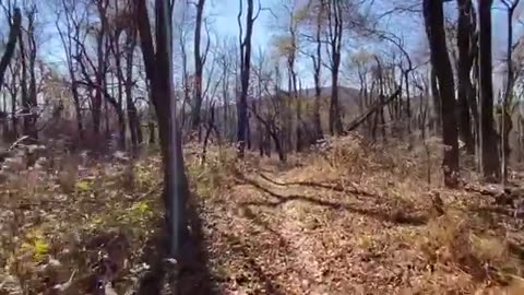 Hawks 2019 SOBO Appalachian Trail-Day 77-YoYo-Day 204
