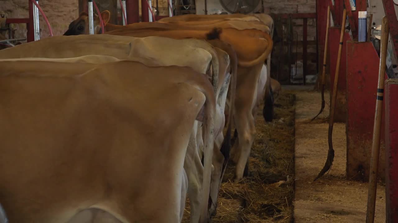 Tail ends of cows in stable eating