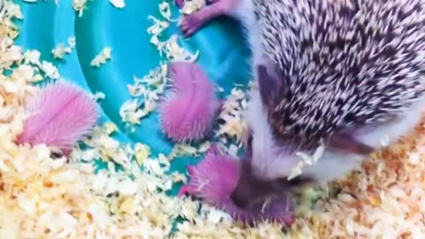 Cute newborn Hedgehogs