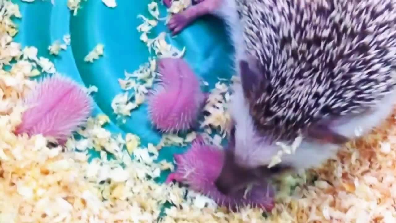 Cute newborn Hedgehogs