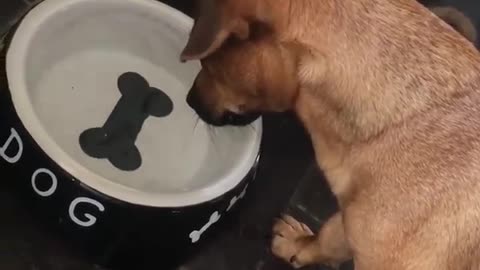 Puppy Tries to Pick up Bone in Water Bowl