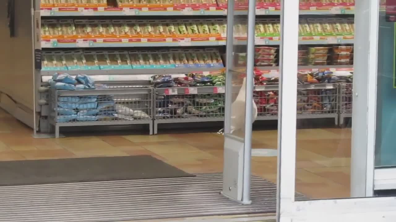 A seagull enter supermarket to steal snack