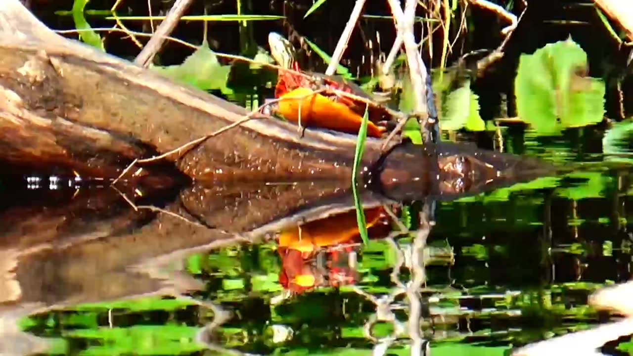 Painted Turtle