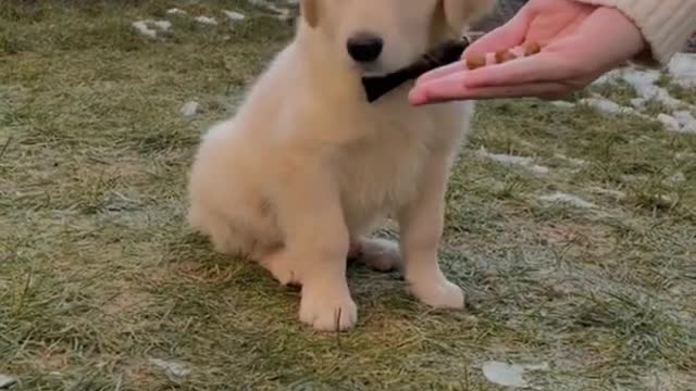 Golden retriever puppies Training | golden retriever dog | golden retriever vs Labrador | shorts