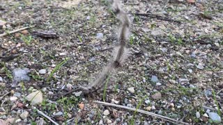 Caterpillar Procession Passes Over Track