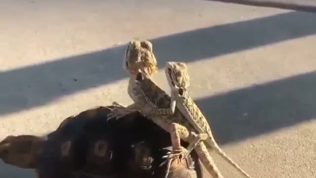 Together we are stronger !! Let's conquer the world 🦎