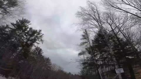 Red-tailed hawk seen while sking