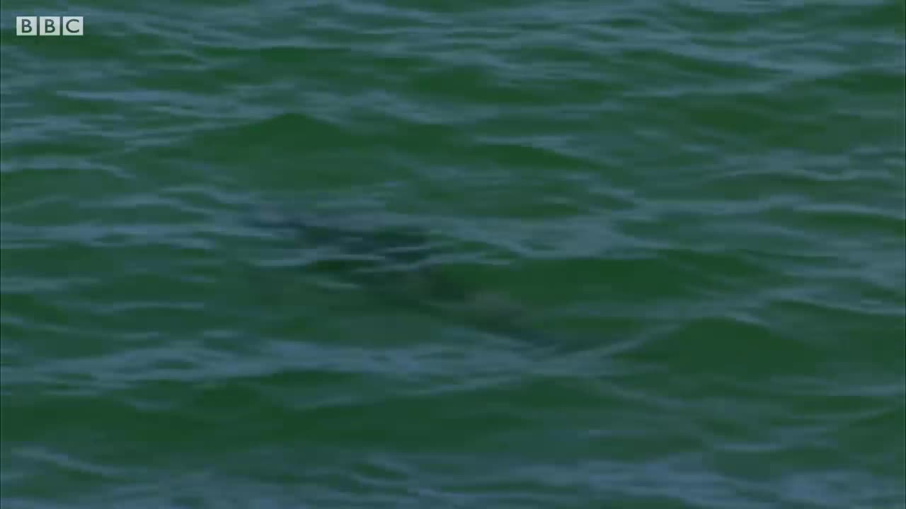 Baby Dolphin Catches Fish for the First Time | BBC Earth