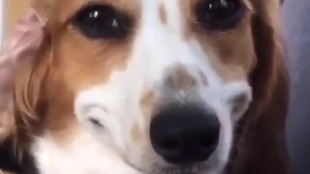 Dog Smile cuteness overloaded