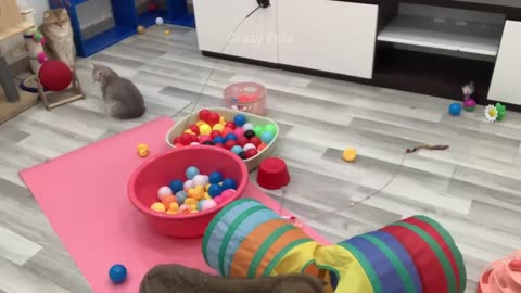 FUNNY ANIMALS VIDEOS OF 2024.