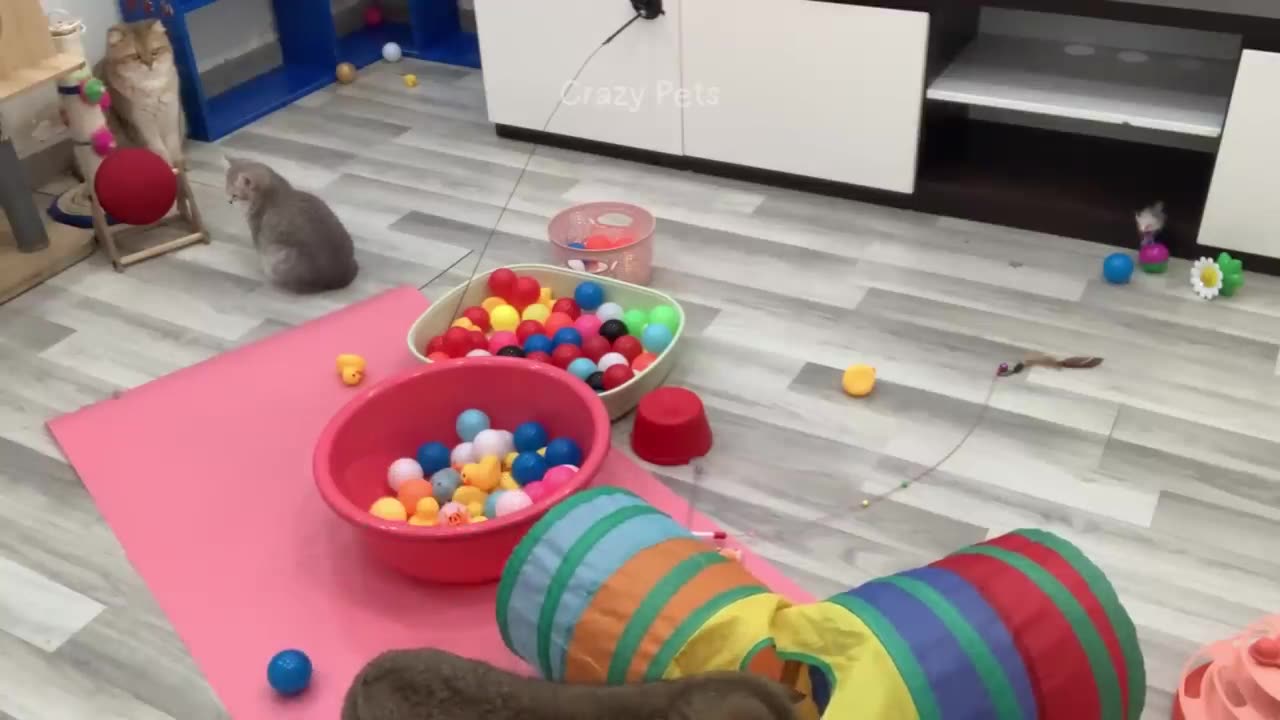 FUNNY ANIMALS VIDEOS OF 2024.