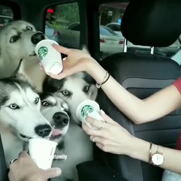 Then the ice cream puppies