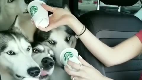 Then the ice cream puppies