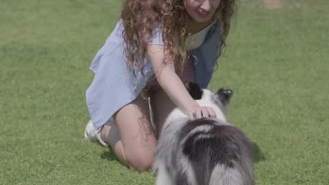Dog training video