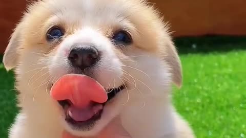 A well-bred dog's greatest desire is to please his friends before himself.
