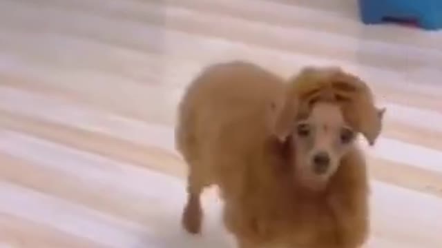 Funny Animal Videos 2022 π - Funniest Dogs And Cats Videos πΊπ- Compilation