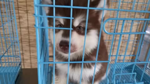 Lovely cute Husky puppy