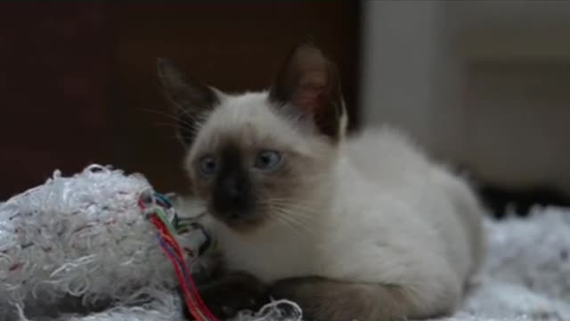 The most cute and naughty cat...πππππΊπΊπΊπΊπΊπππ